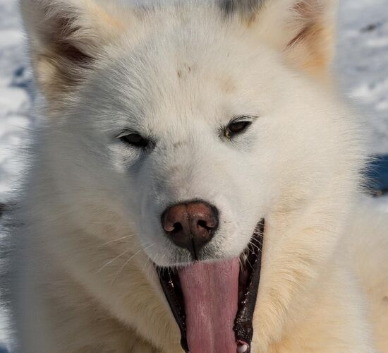 Greenland Dog Sledding Expedition © huskytour groenland greenland