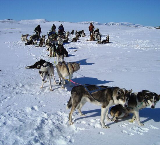 Husky Expedition zum Arktischen Meer © Sven Engholm