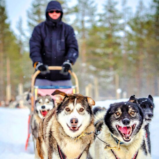 Arktisches Husky-Erlebnis in Finnland