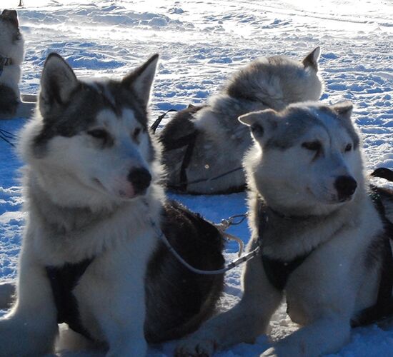 Echte Huskytour von Hütte zu Hütte © hetta husky
