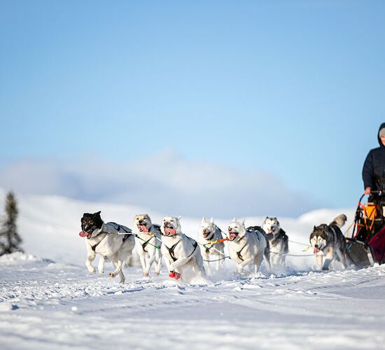 Winter week on a dogsled © taikuri