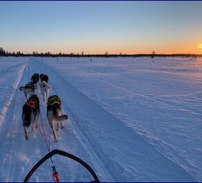 Winter Week in the North of Sweden © Huskycamp Nayeli