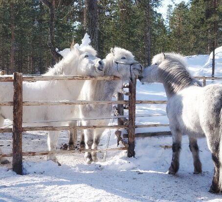 Anspruchsvolles Reiterabenteuer in Lappland © wilderness huskies siperia