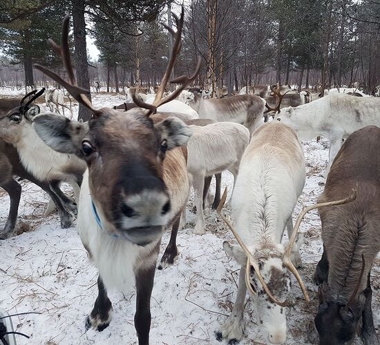 Swedish Winter Week of Adventure and Relaxation © grano beckasin