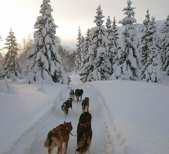 Reisa Valley Dog Sledding Tour © Roeldalen Huskies