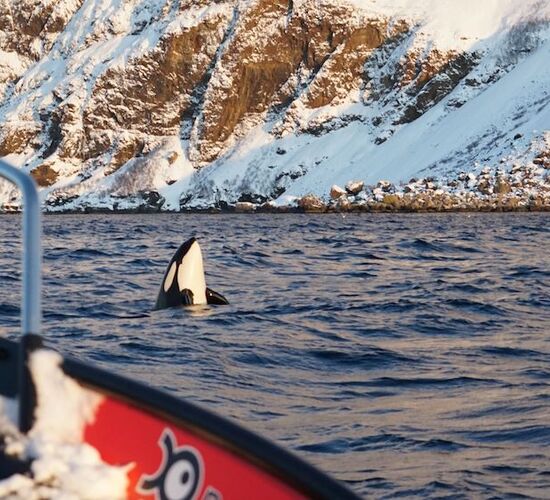 Whale safari and Northern Lights on Uløya