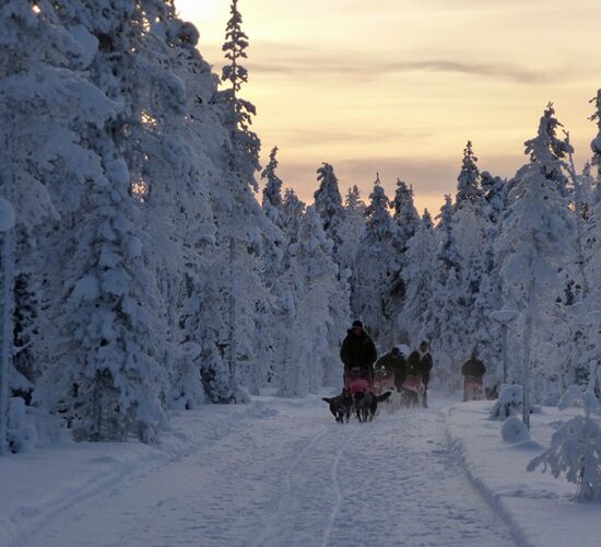 Weihnachts- und Silvesterspezial mit Huskys und Rentieren © frosty trails