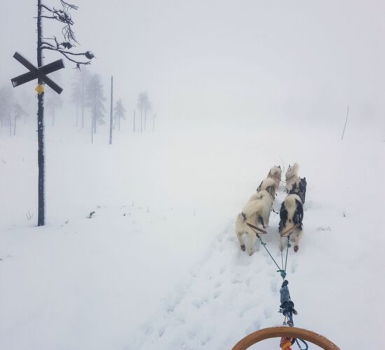Back to Nature with Huskies and Reindeer © arctic hearts