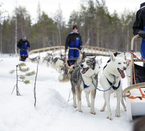 Dog Sledding Half Day Tour © saija
