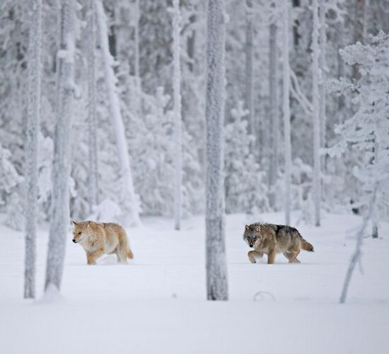 Family Christmas Holidays in Southern Lapland © hikesntrails