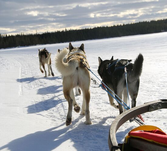 Bilder (67) Huskykompaniet