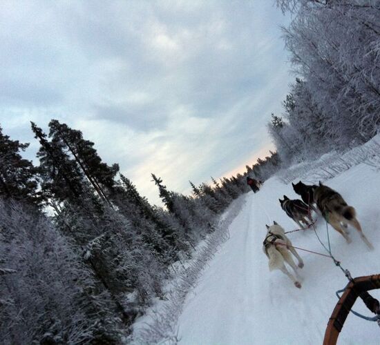 Husky Tour