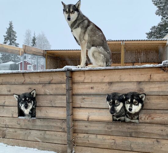 Winter Week in the North of Sweden © Huskycamp Nayeli