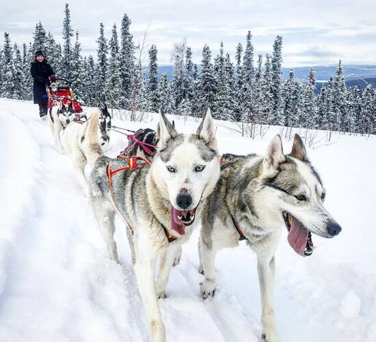 Husky-Abenteuer mit Zeltübernachtung © arctic dog adventure co