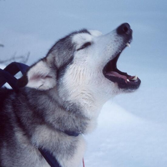 Huskytour von Hütte zu Hütte durch Schweden