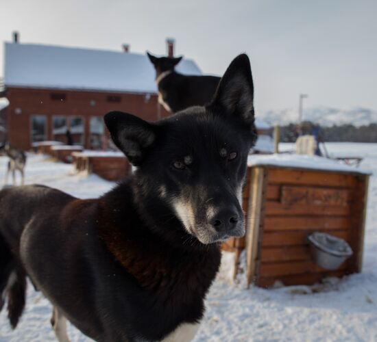 Huskytour für Fortgeschrittene © holmenhundecenter