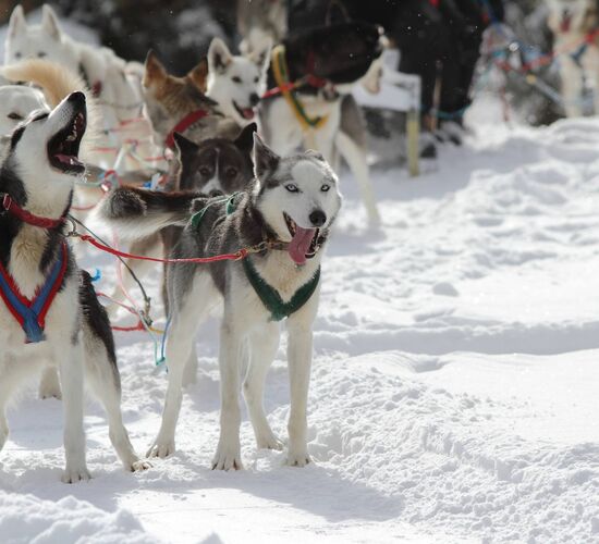 Short break with huskies in the Yukon © 23 24