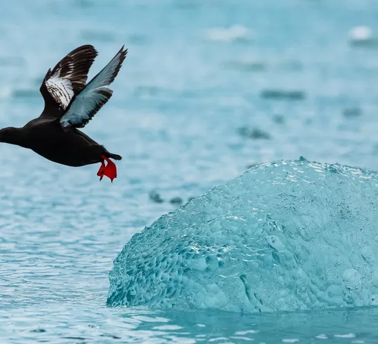 Die Highlights von Spitzbergen © Das Beste von Spitzbergen