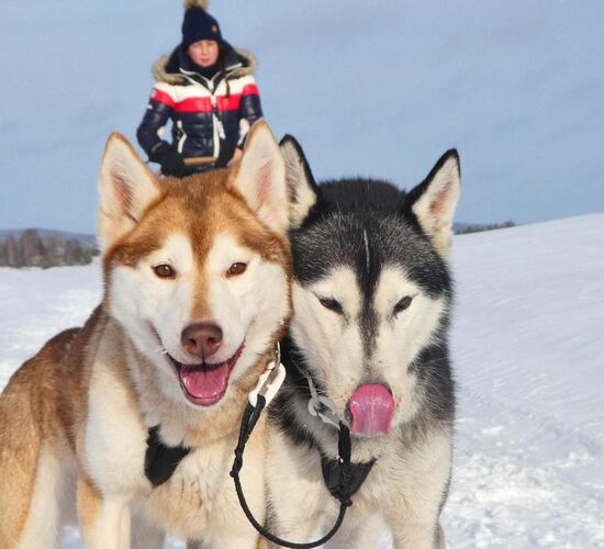 Husky holidays in Sweden's wilderness © nordic husky farm