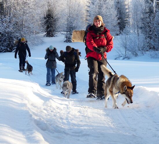 Husky holidays in Sweden's wilderness © nordic husky farm