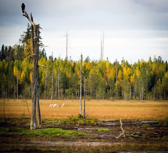 Wilderness sled dog tour Finland © vuokatti