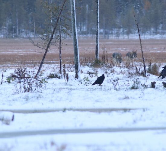 Family Christmas Holidays in Southern Lapland © hikesntrails