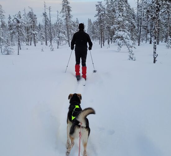 Husky tour in the Swedish taiga © korpkullen huskies
