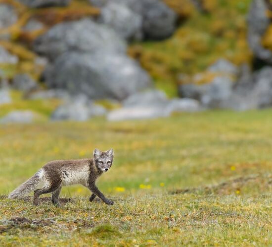 Spitzbergen - Nordwärts zur Mitternachtssonne © Spitzbergen Stop vor Nordpol