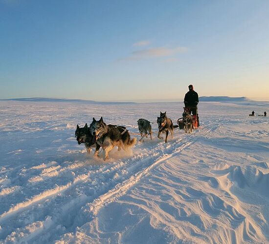 Huskytour für Fortgeschrittene © holmenhundecenter