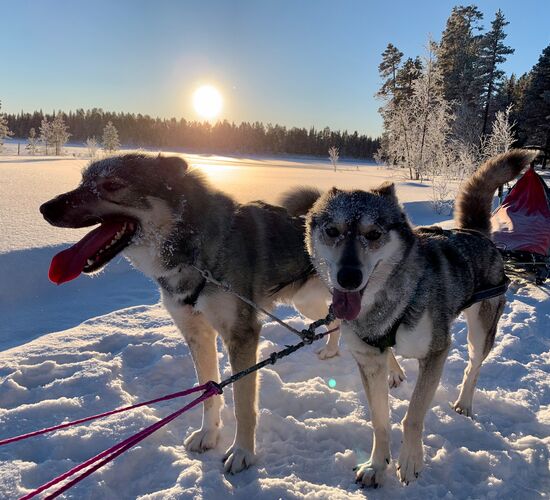 Winter Week in the North of Sweden © Huskycamp Nayeli