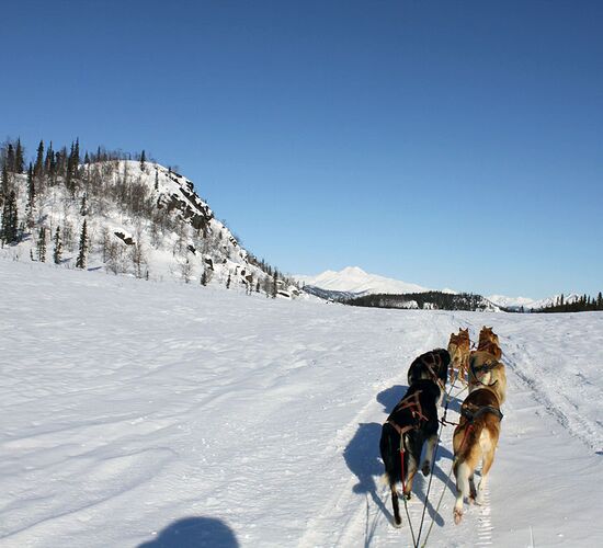Brooks Range Husky Expedition © alaska winter adventures