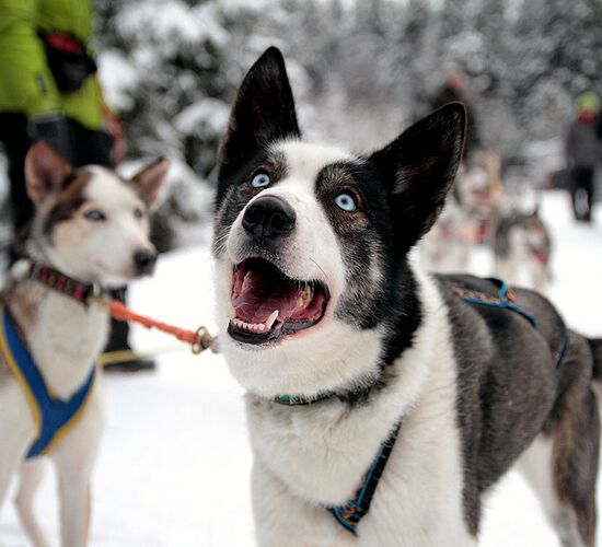 Dog Sled Tour Alfon's Forest Trail