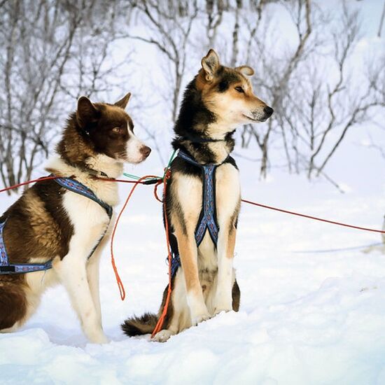 Husky Expedition in Norwegen