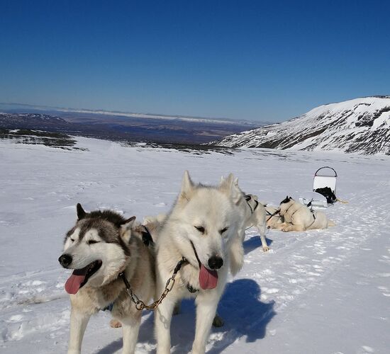 Pictures (16) Dogsledding Iceland