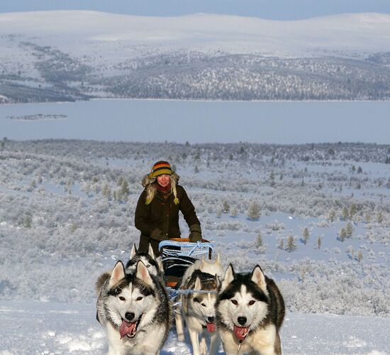 Authentic Holiday Husky Farm Adventure in Finland © wilderness huskies siperia