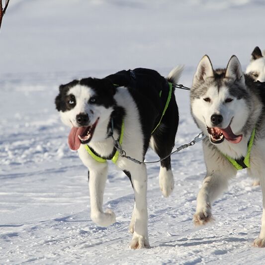 Hetta Huskies