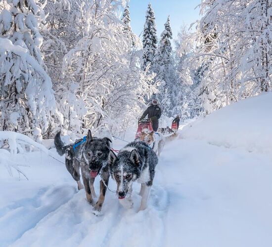 Weihnachts- und Silvesterspezial mit Huskys und Rentieren © frosty trails