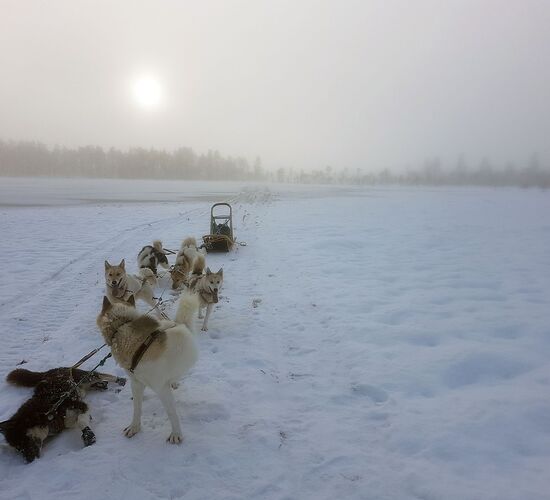 Back to Nature with Huskies and Reindeer © arctic hearts