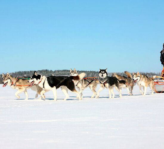Wilderness sled dog tour Finland © vuokatti