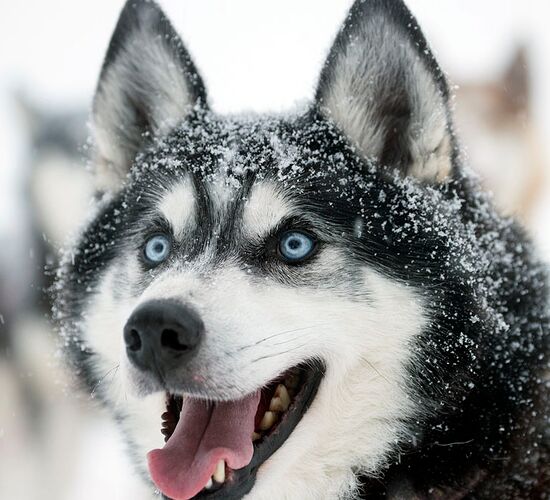 Winter Wonderland: Family Holidays in Lapland