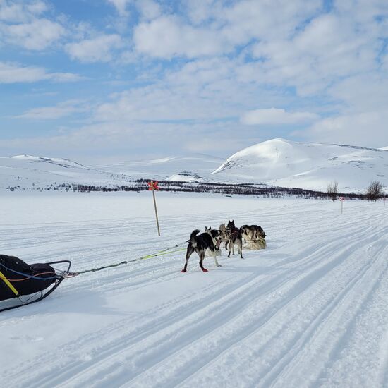 Huskytour von Hütte zu Hütte im schwedischen Fjäll
