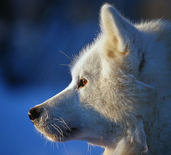 Short Husky Adventure in Lapland