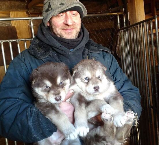 Alaskan Malamute Abenteuer in Alaska © firewalkerkennel