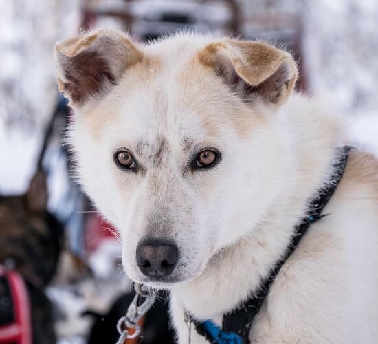 Weihnachts- und Silvesterspezial mit Huskys und Rentieren © frosty trails
