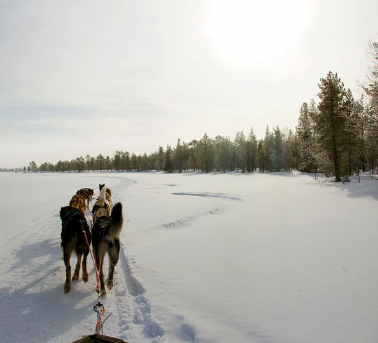 Bilder (67) Huskykompaniet