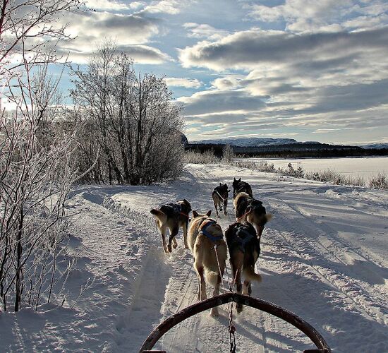 Alta 4 Day Experience © holmenhundecenter