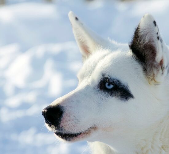 Bilder (67) Huskykompaniet