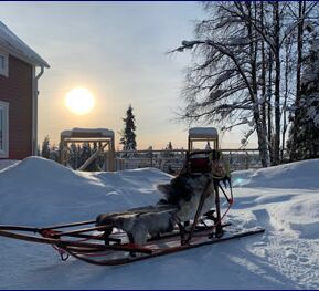 Winter Week in the North of Sweden © Huskycamp Nayeli