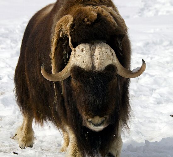 Nordlichtmagie im Yukon © Northern Tales