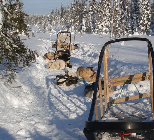 Wild & Luxury Dog Sledding © isosyoete